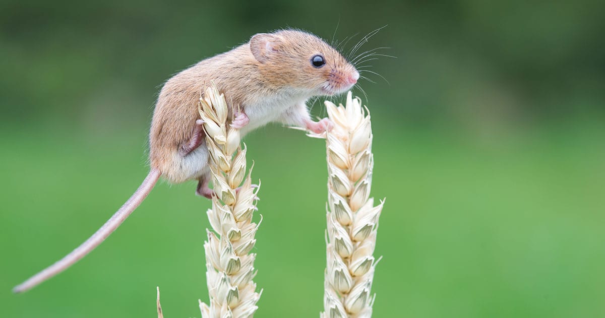 How to Prevent Mice from Entering Your Home