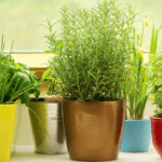 Plants That Keep Spiders Away