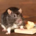 Does Pest Control Attract Bugs