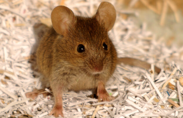 What Causes a Rodent Infestation?