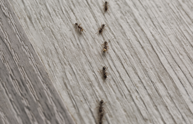 Why Do Ants Invade Homes?