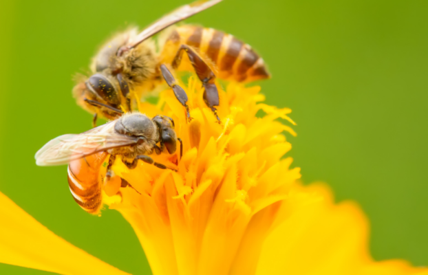 Beyond the Buzz: Fact-Checking the Most Common Beliefs About Bees