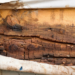 fungus and dry rot damage repairs